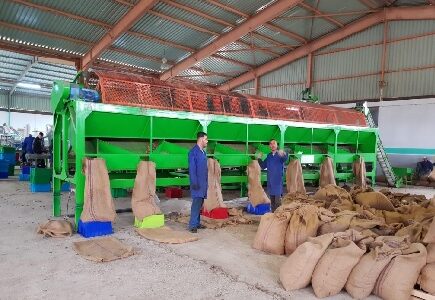 Raw Cashew nut Sizing Machine