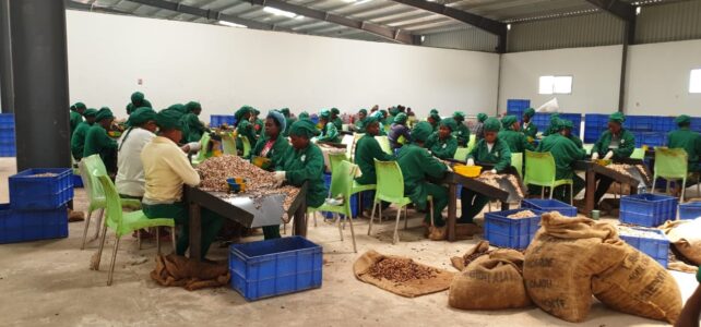 fully-cashew-processing-machine